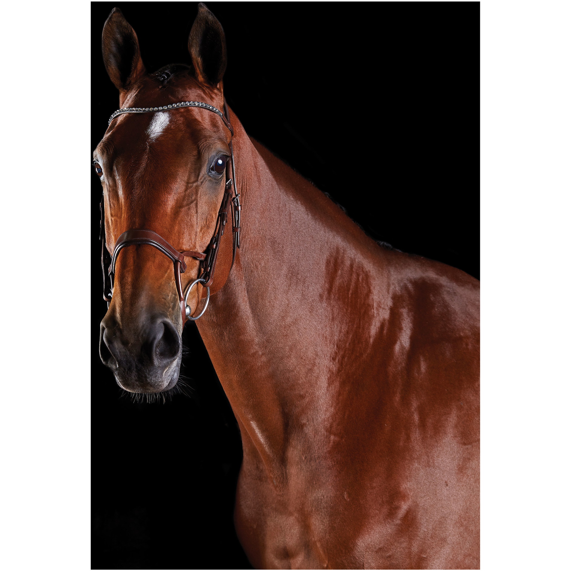 Collegiate Comfitec Crystal Bridle 8077 - Brown